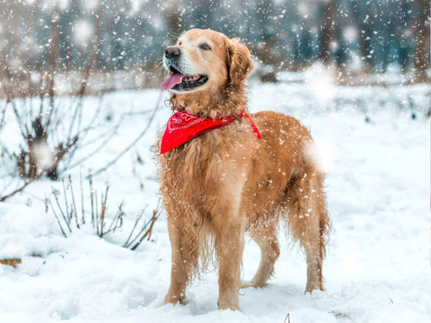 Tips and Tricks to Keep Your Dog Safe in the Winter 