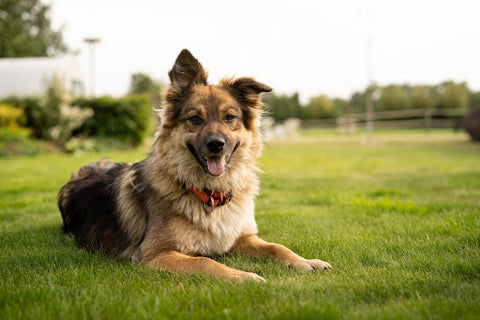  Safe and Fun Roadtrip With Your Dog