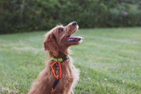 Comfortable Collar