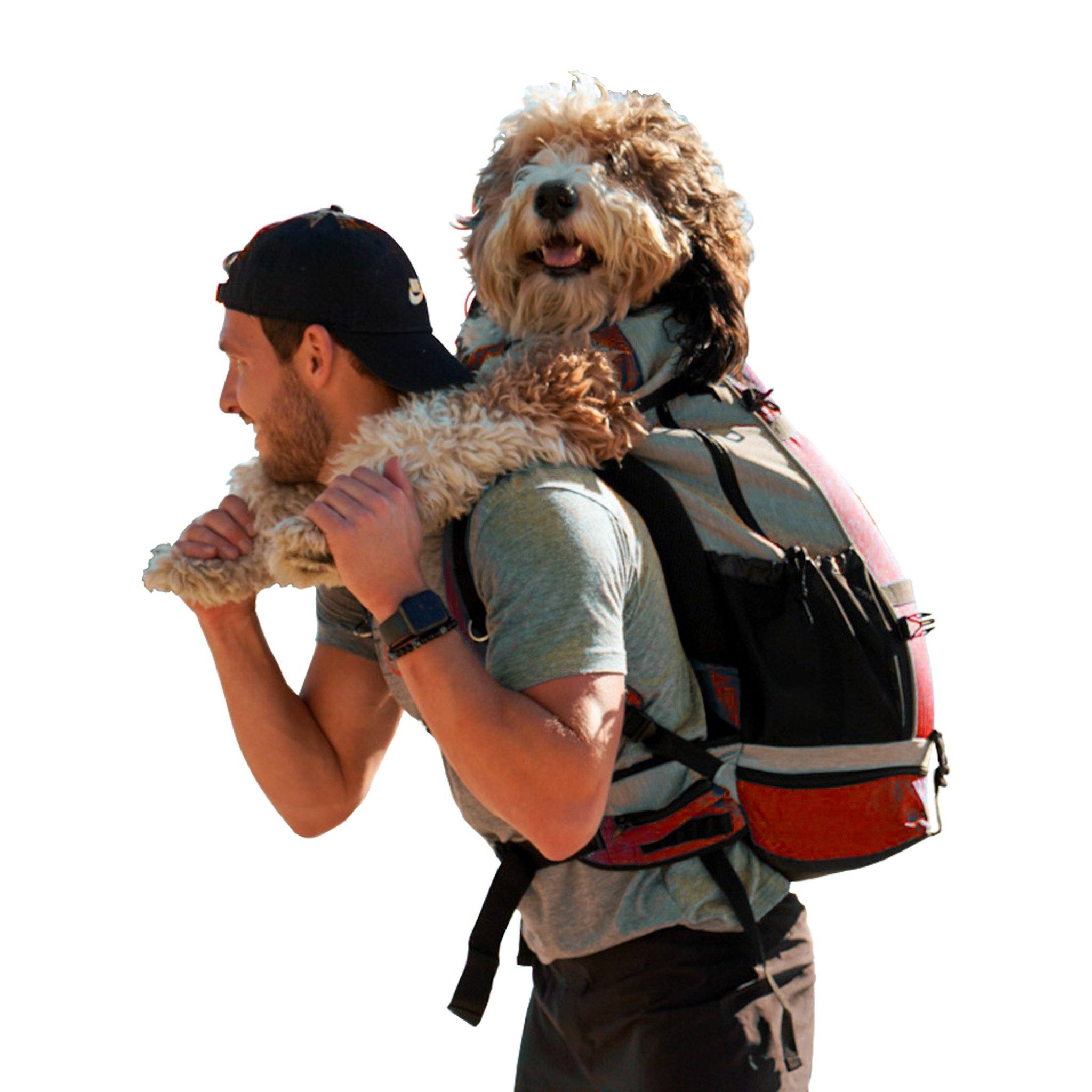 little dog backpack