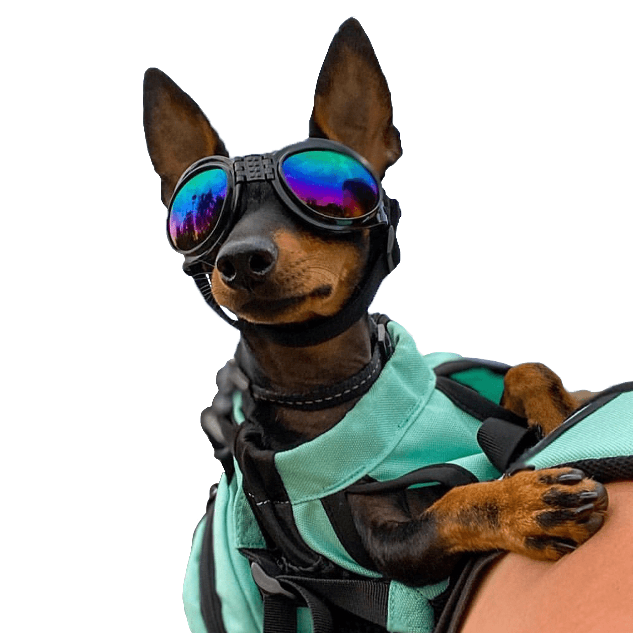Best Dog Goggles - UV Eye Protection | K9 Sport Sack Shades
