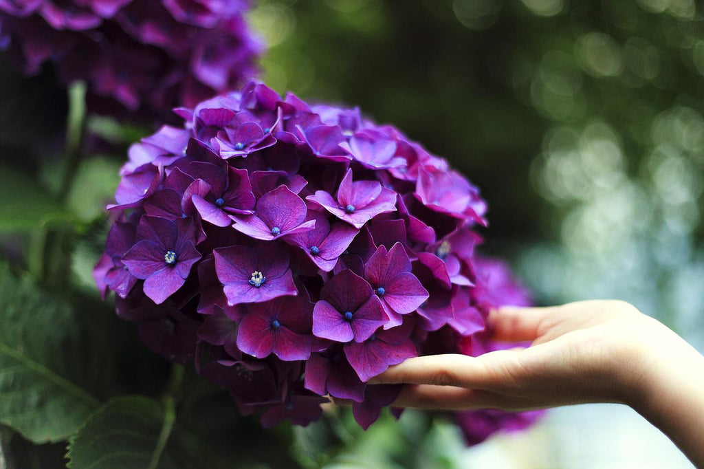 Hydrangeas 101: Origins, Facts, Meanings, and Symbolisms – April Flora