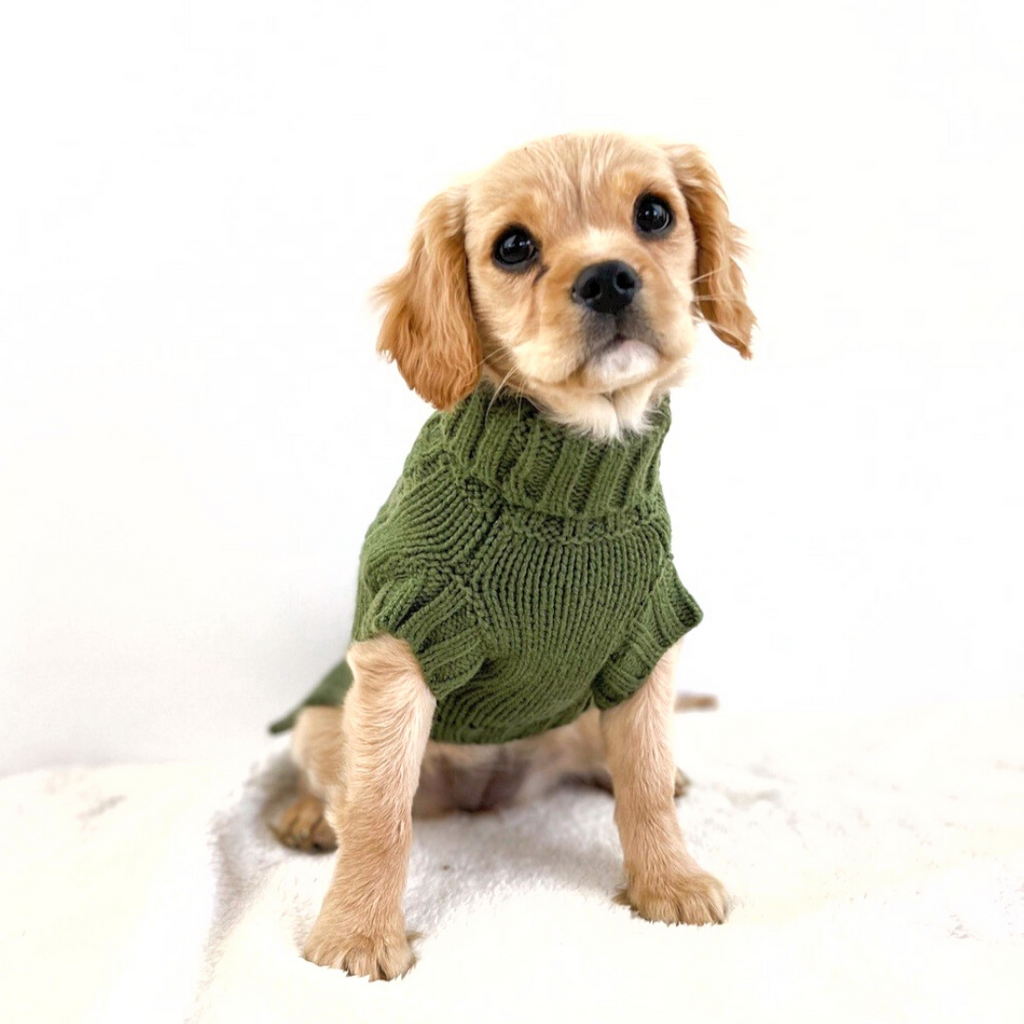 dog sweater puppy