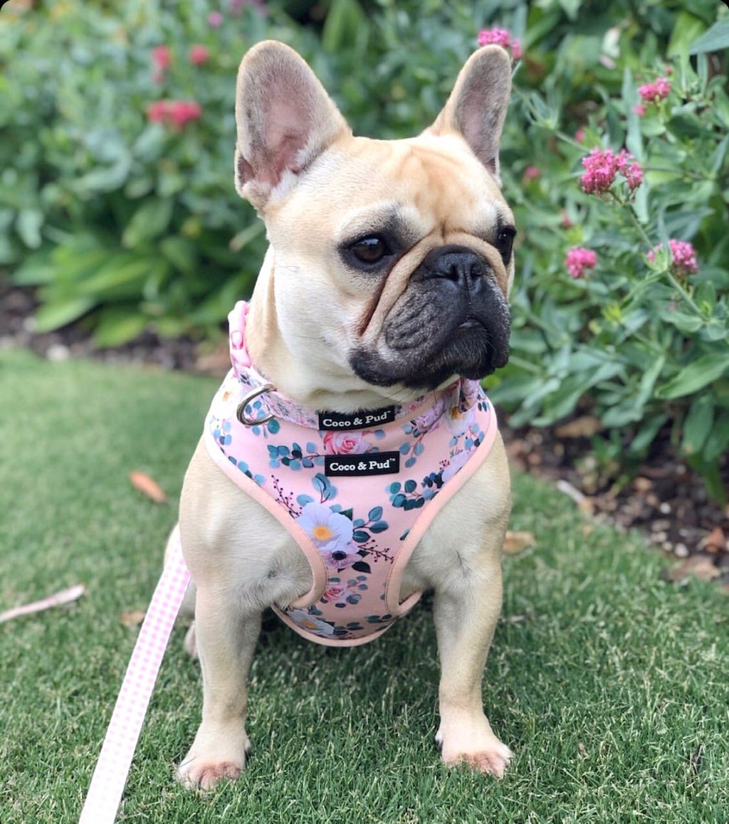 Coco & Pud Provence Rose Dog Harness