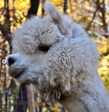 beige alpaca