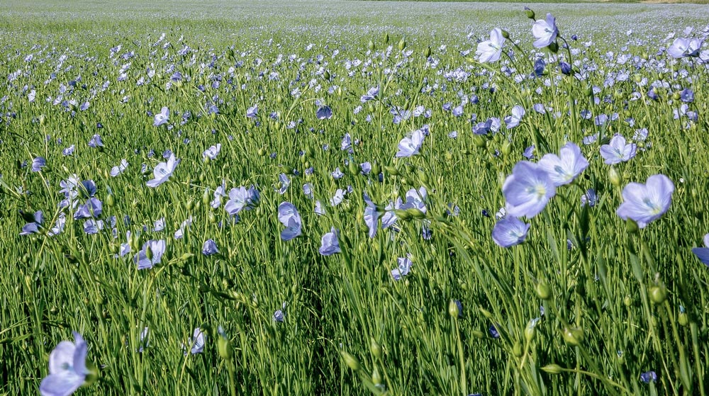 Flax Crop