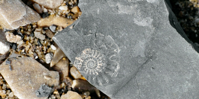Fossil Hunting? Check The Weather First! - ClimeMET