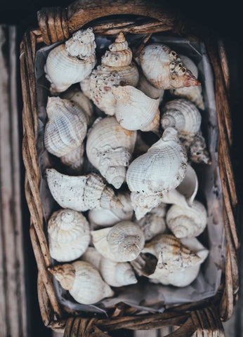 Beachcombing for Beginners: Shells