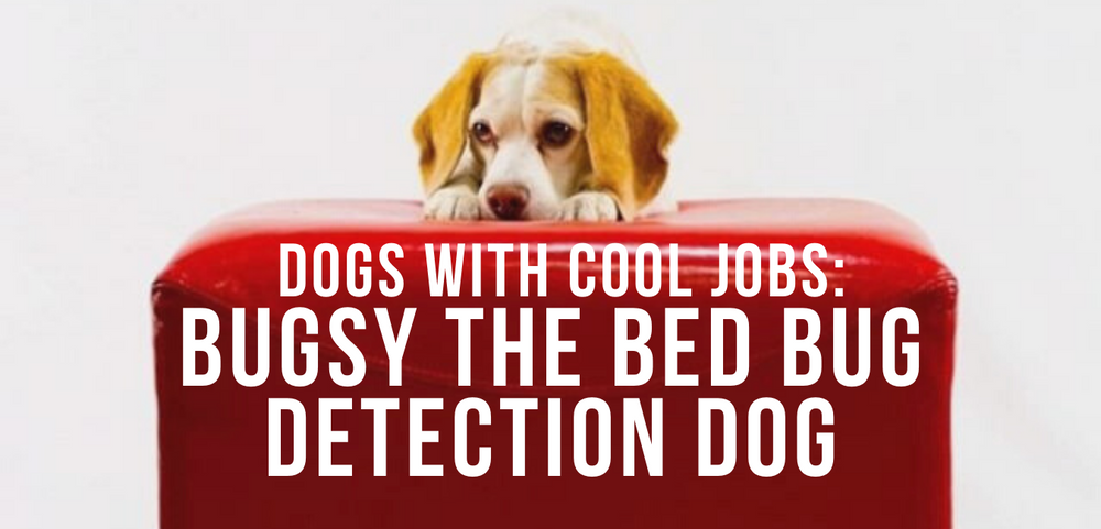 can beagles detect bed bugs