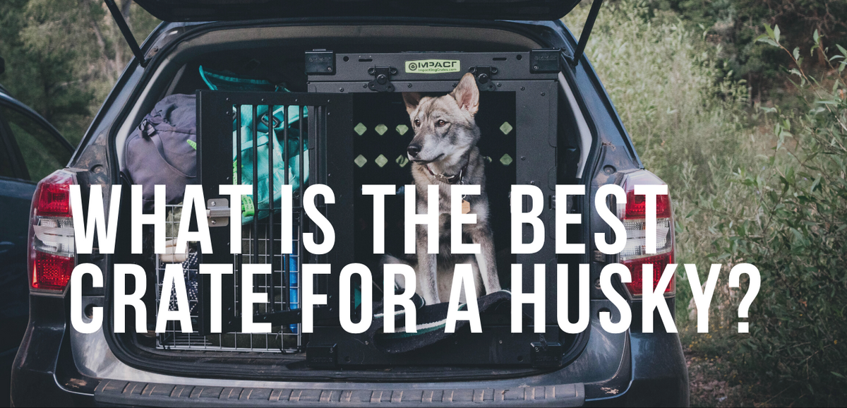 What is the Best Crate for a Husky? – Impact Dog Crates