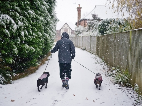 person walking 2 small dogs with leashes on snowy path