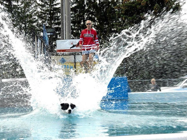 dog splash into pool