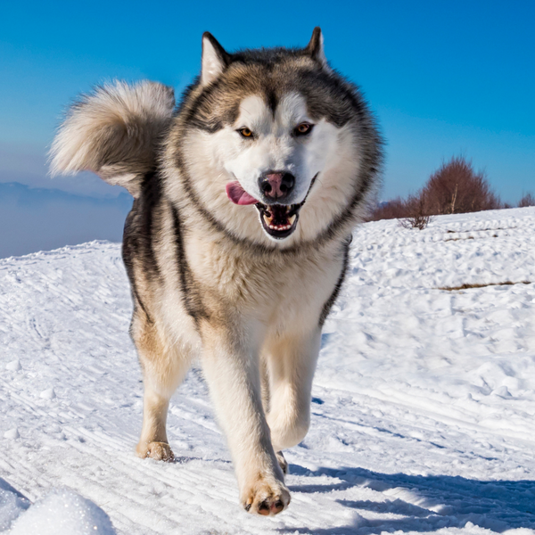 alaskan malamute dog