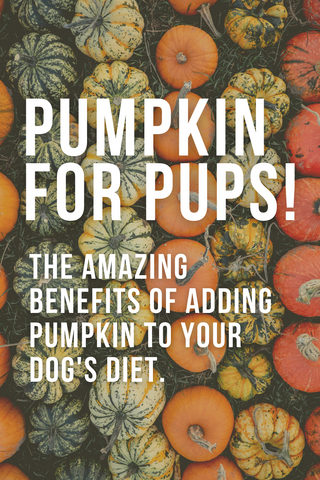 pumpkin for pups the amazing benefits of adding pumpkin to your dog's diet