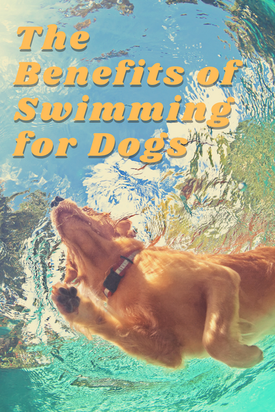 the benefits of swimming for dogs