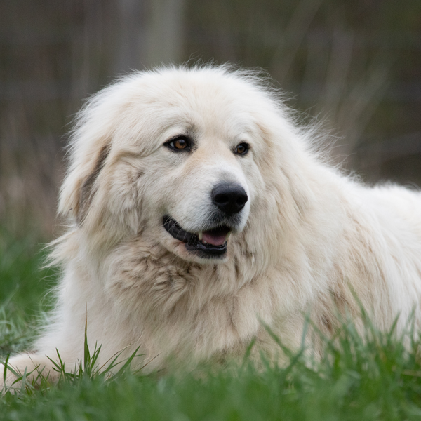 great pyrenees breed