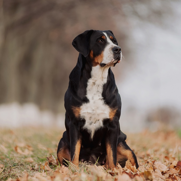 greater swiss mountain dog pup