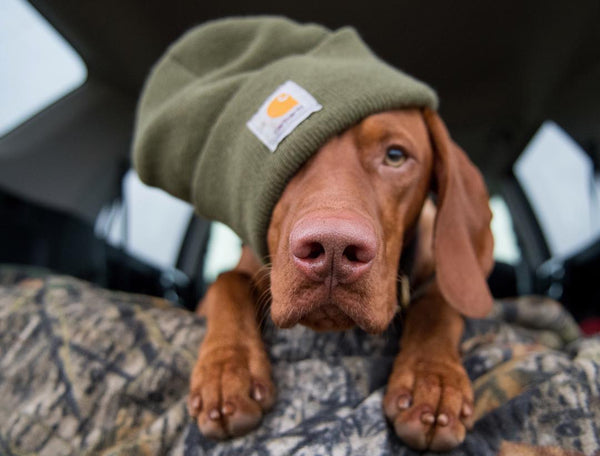 vizsla puppy laying in truck wearing beanie on head