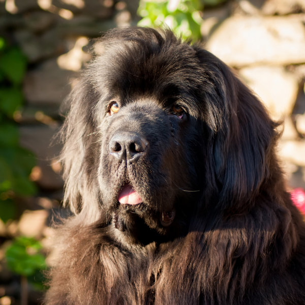 newfoundland breed black dog