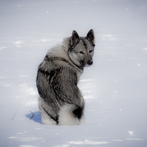 norwegian elk hound