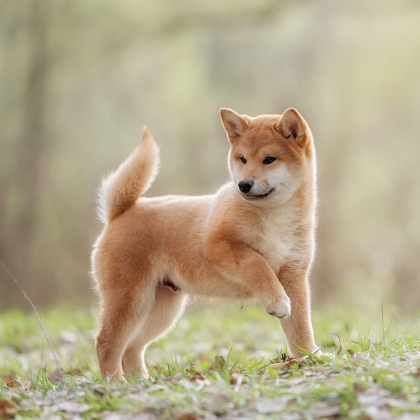 shiba inu dog breed