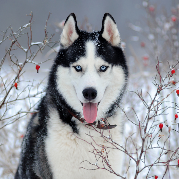 siberian husky smiling in winter