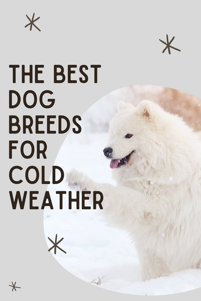 the best dog breeds for cold weather blog