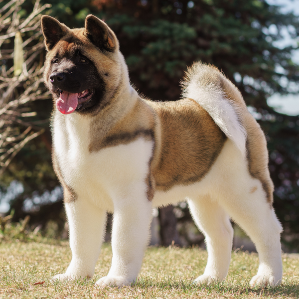 akita dog breed