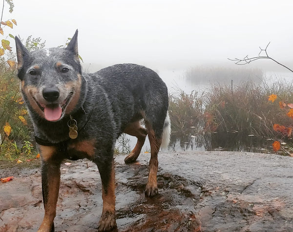 australian cattle dog hiking