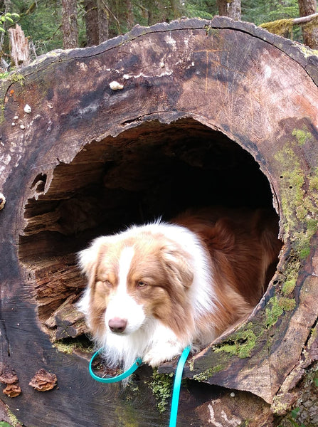 australian shepherd dog in tree