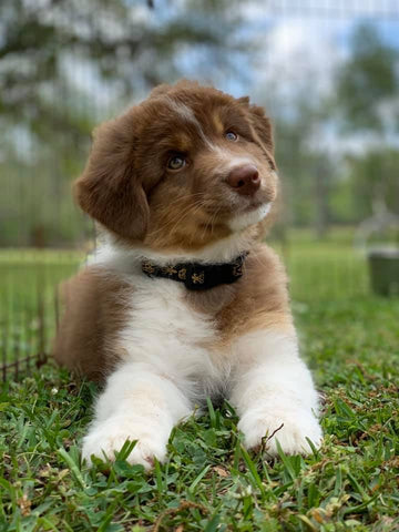 australian shepherd puppy