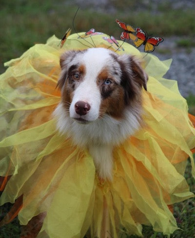 australian shepherd sunflower