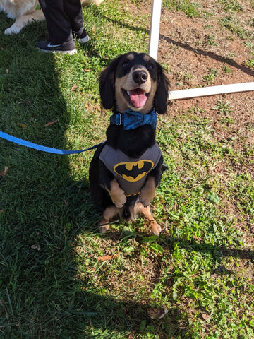 batman dog