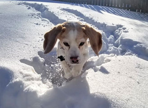 beagle in snow