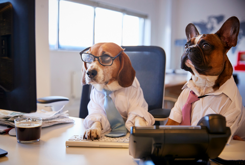beagle and french bulldog sitting at desk dressed in business clothes wearing tie staring at computer screen 
