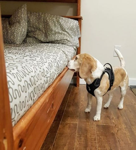 bed bug detection dog