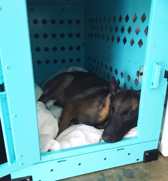 belgian malinois sleeping in teal collapsible impact dog crate size 450