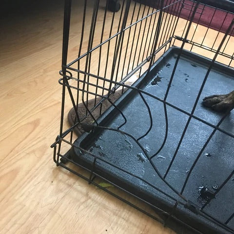 wire crate bent by dutch shepherd dog