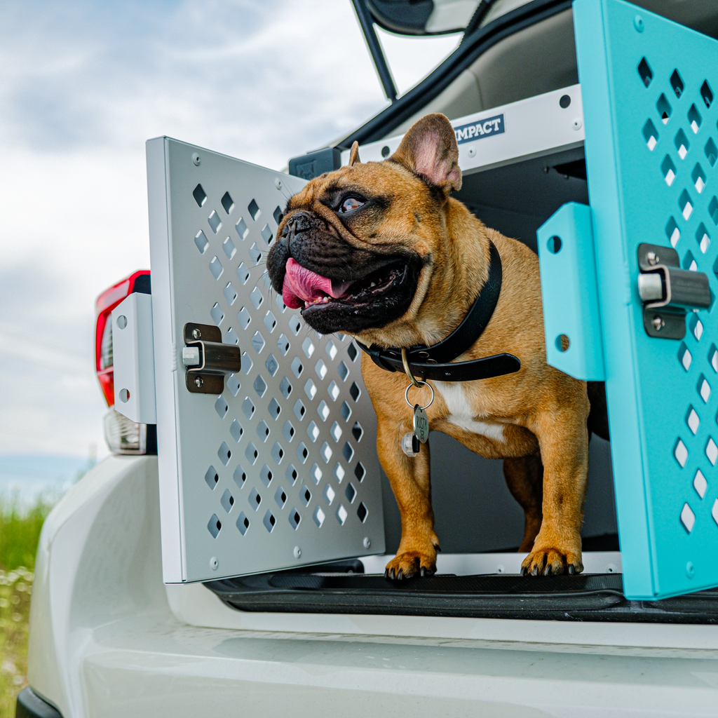 Setting Up Your Dog's Crate for Comfort & Safety