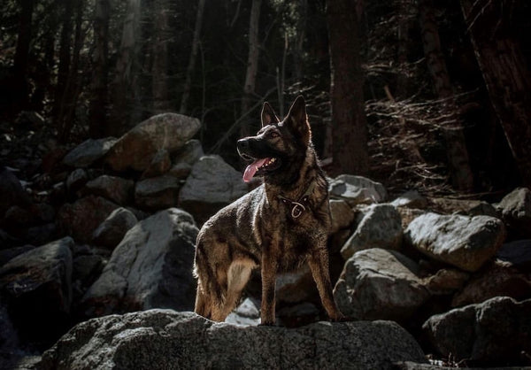 german shepherd dog standing on rocks