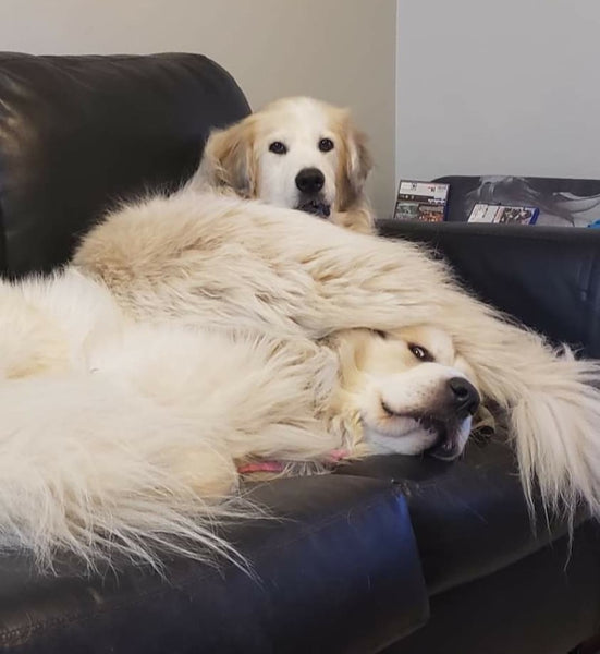 fluffy white dog laying on top of sleeping dog with tail over face