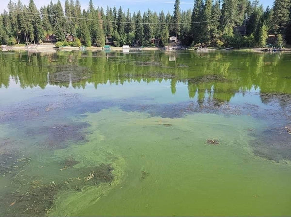 blue-green algae bloom