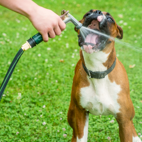 boxer dog drinking water from hose outside