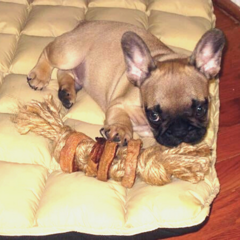 bulldog puppy chewing on diy dog chew toy