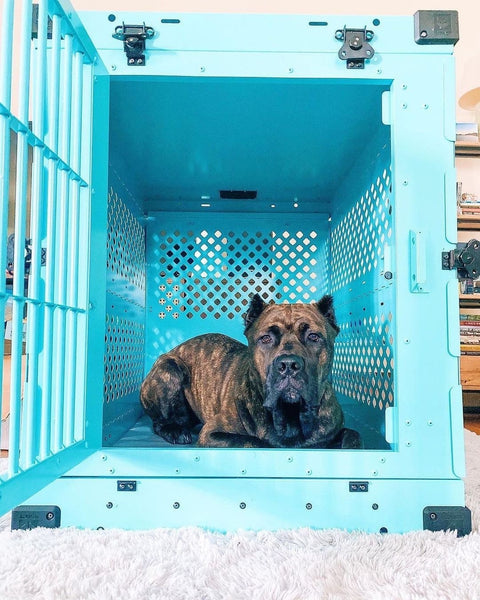 brindle tan cane corso mastiff laying in teal collapsible impact dog crate