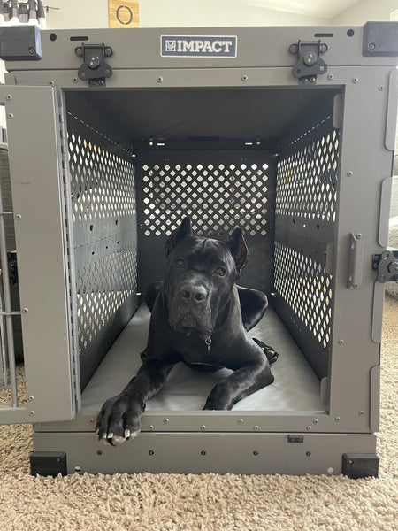 black cane corso in gray size 48 inch collapsible impact dog crate 