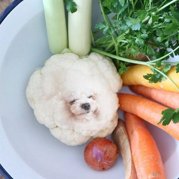 cauliflower dog name photoshopped pup