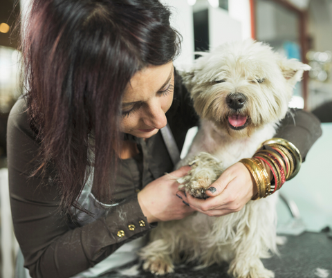 person checking dog for ticks