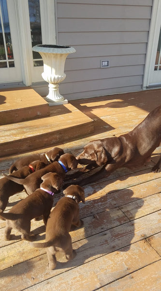chocolate lab dog playing with litter of puppies