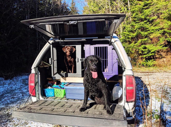 purple and gray collapsible impact dog crates in vehicle with labradors